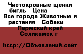 Чистокровные щенки бигль › Цена ­ 15 000 - Все города Животные и растения » Собаки   . Пермский край,Соликамск г.